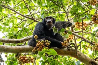 Chimpanzés, orques, corbeaux : cultures variées au sein d'une même espèce