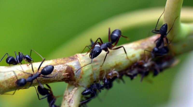 Corée du Sud : Un restaurant étoilé risque un an de prison pour avoir servi des fourmis.