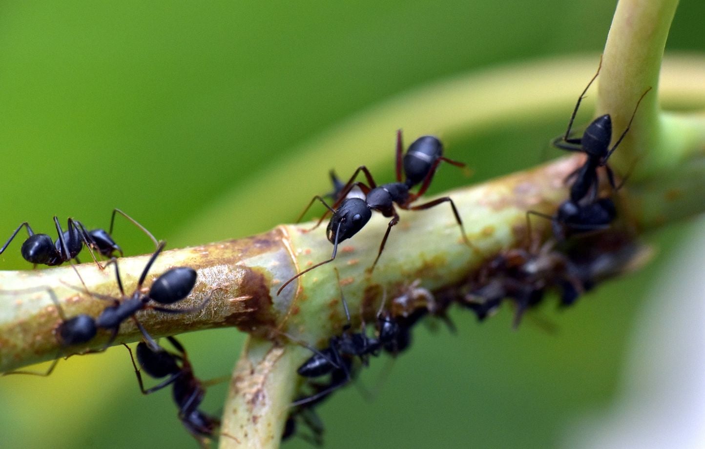 Corée du Sud : Un restaurant étoilé risque un an de prison pour avoir servi des fourmis.