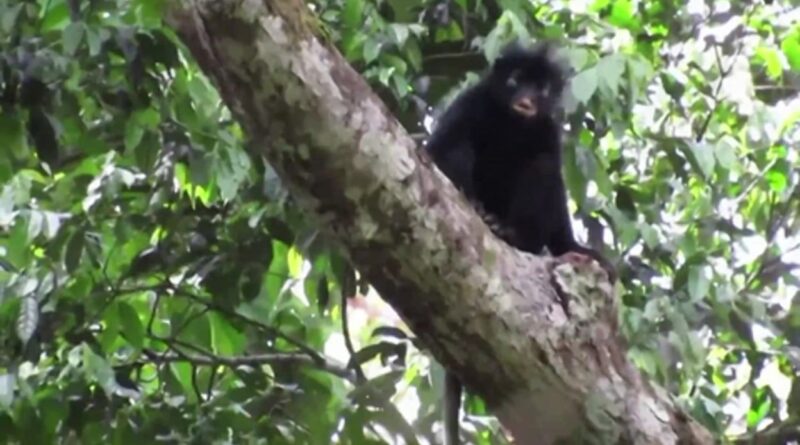 Découverte en RDC du "likweli", singe aux lèvres orange