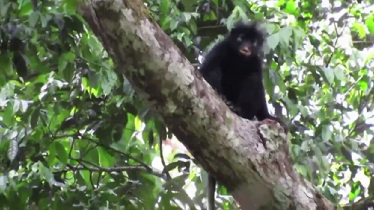 Découverte en RDC du "likweli", singe aux lèvres orange