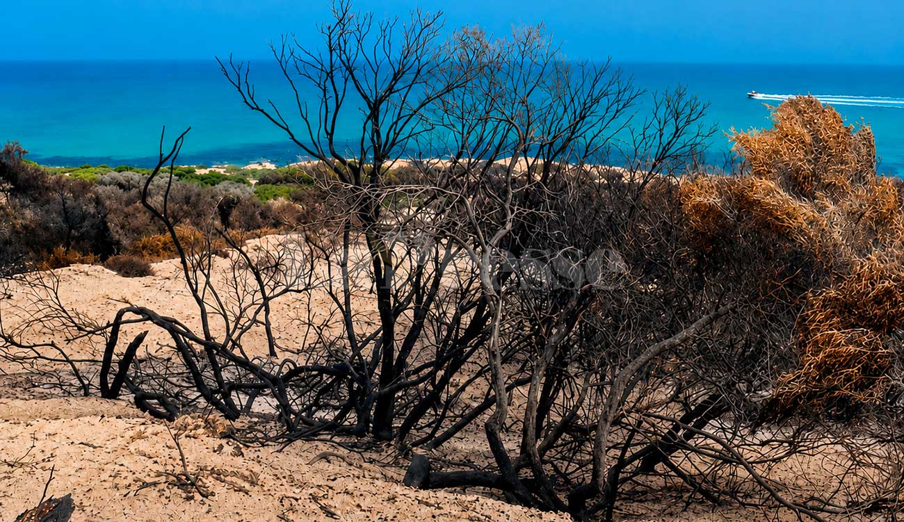 Des jeunes s'engagent pour reboiser le mont Enadhour après les incendies.