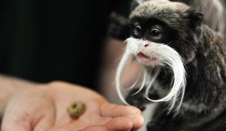 Deux bébés singes volés au zoo de La Palmyre, voleurs en cavale