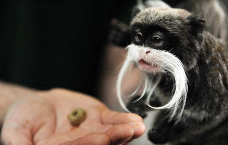Deux bébés singes volés au zoo de La Palmyre, voleurs en cavale