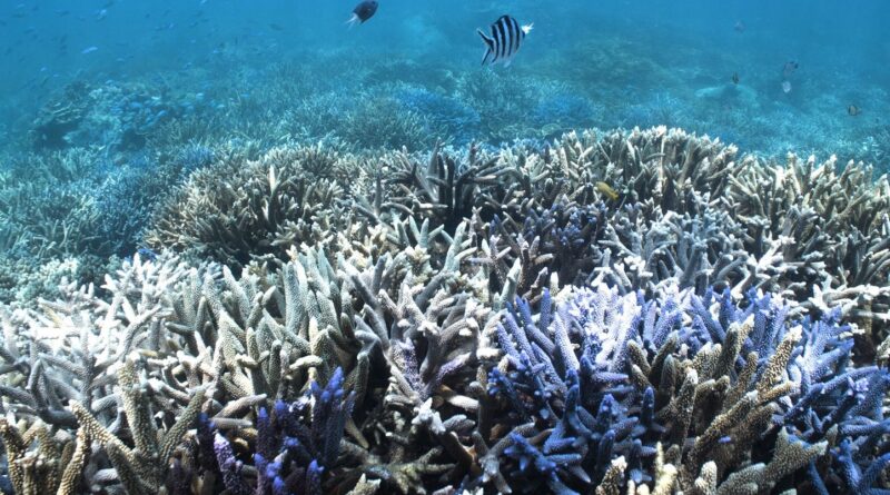 « El Niño » menace l'écosystème de la grande barrière de corail en Australie
