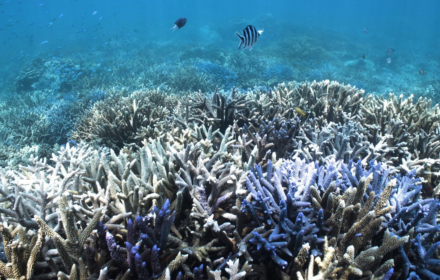 « El Niño » menace l'écosystème de la grande barrière de corail en Australie