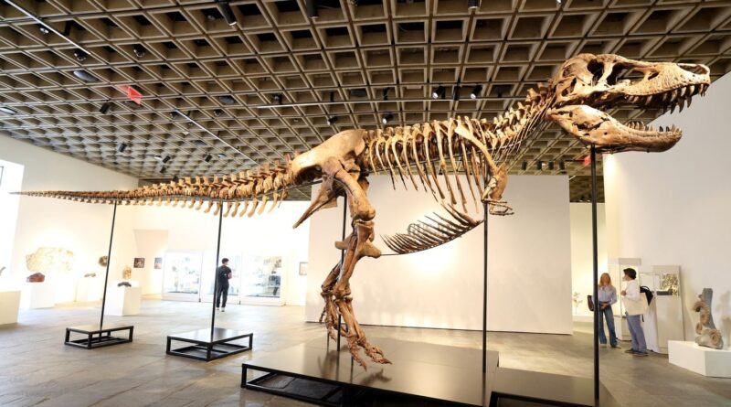 Enchères : Un squelette de T-Rex vendu entre 20 et 30 millions de dollars.