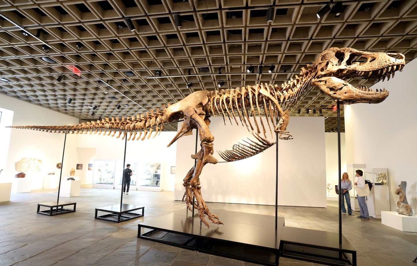 Enchères : Un squelette de T-Rex vendu entre 20 et 30 millions de dollars.