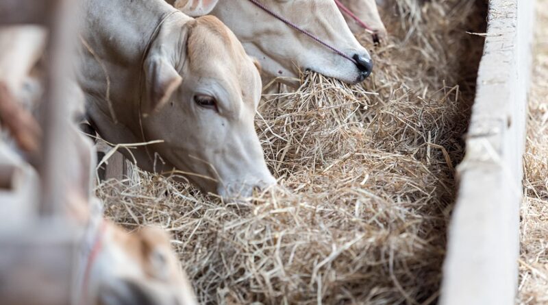 Engrais : le Maroc aide l’Inde à éviter la pénurie malgré la crise à Ormuz