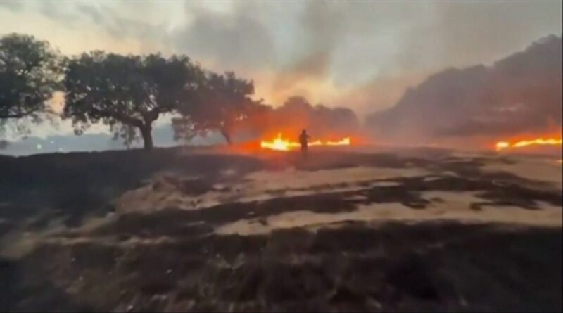 Espagne : des habitants ont sauvé un arbre remarquable de 500 ans des flammes