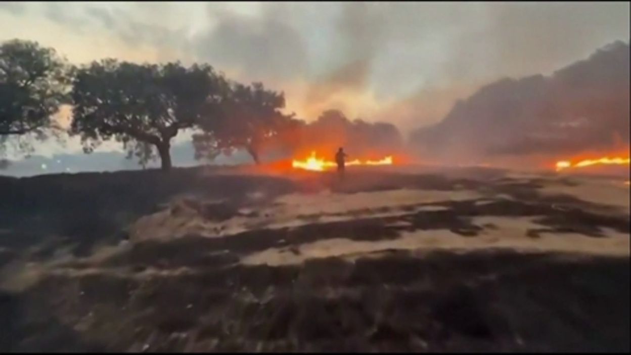 Espagne : des habitants ont sauvé un arbre remarquable de 500 ans des flammes