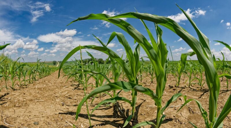 Etats-Unis : Un climatosceptique nommé par Trump pour un programme climatique