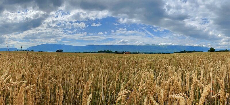 Exportations agroalimentaires atteindront 86,2 milliards de DH en 2025, +38 % en cinq ans