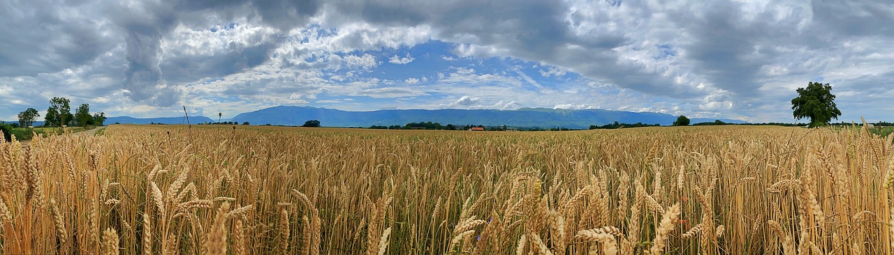 Exportations agroalimentaires atteindront 86,2 milliards de DH en 2025, +38 % en cinq ans