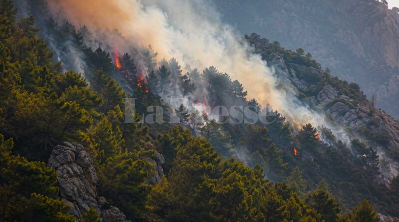 Feux de forêt : le pin d’Alep complique la lutte et menace les richesses forestières