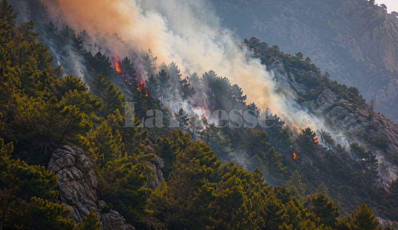 Feux de forêt : le pin d’Alep complique la lutte et menace les richesses forestières