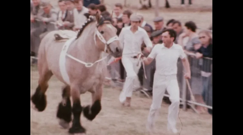 Foire de Libramont : revivez 100 ans d’histoire agricole en images