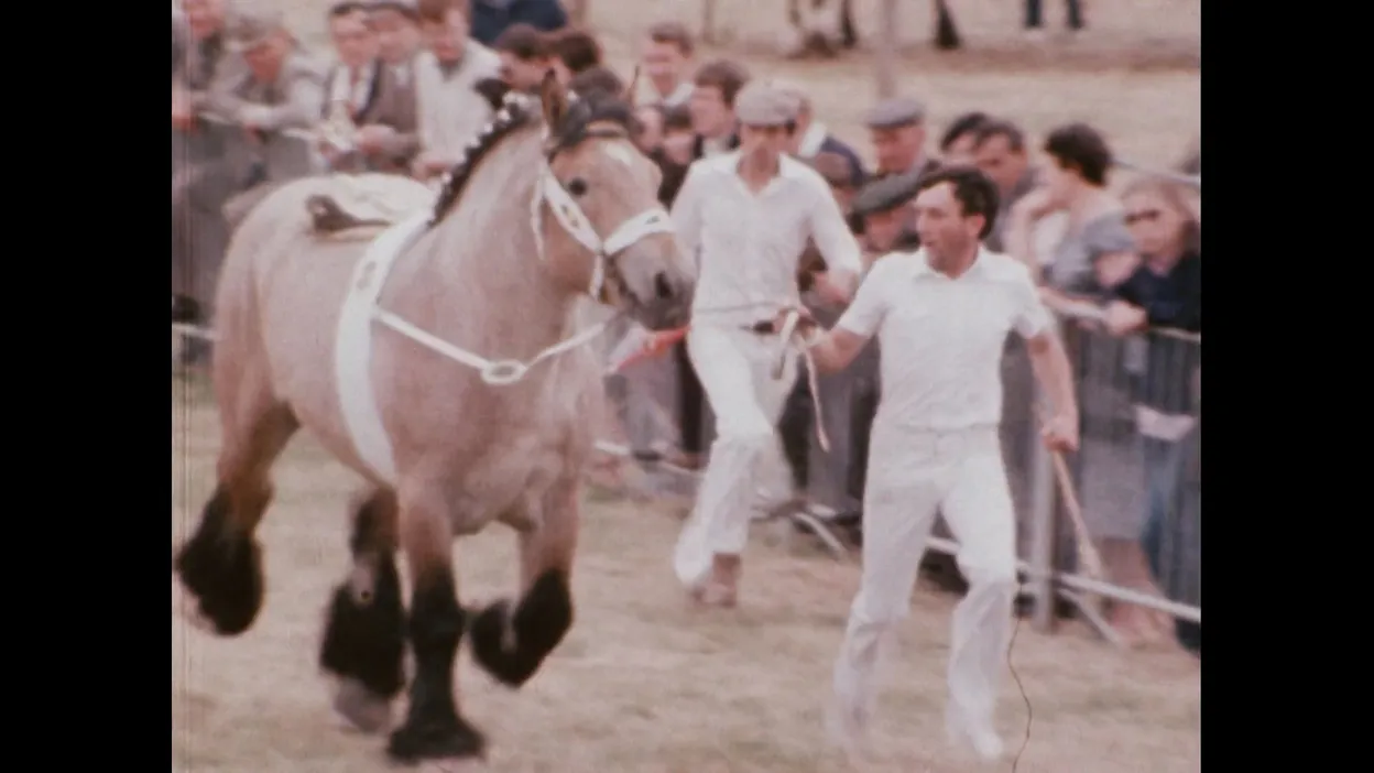 Foire de Libramont : revivez 100 ans d’histoire agricole en images