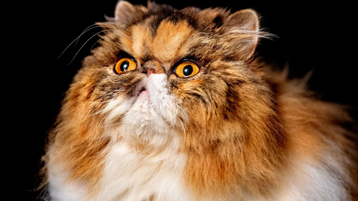 "Gaia fait vivre aux passants le quotidien des animaux hypertypés : 'J’ai cru que j’allais l’arracher'"