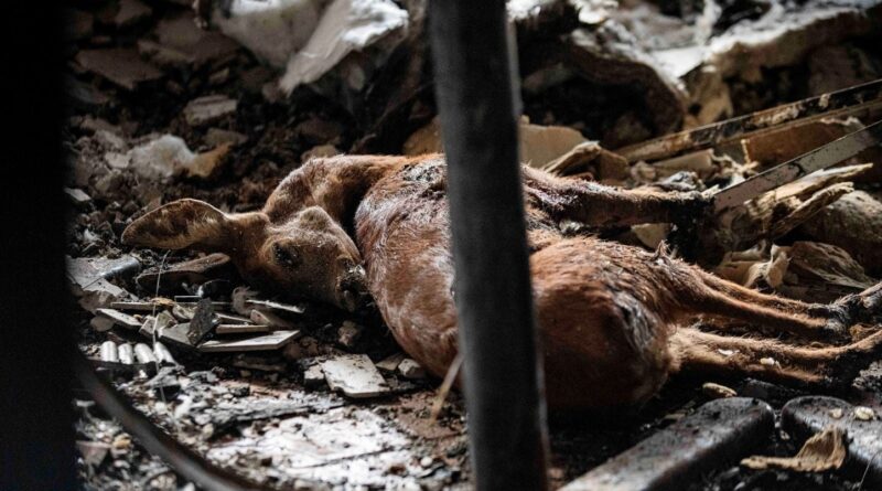 Incendies : 300.000 signataires exigent l'arrêt de la chasse pour la faune, colère des chasseurs