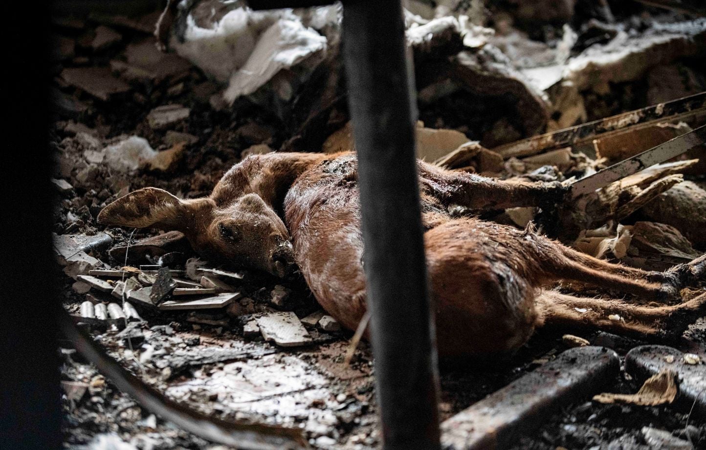 Incendies : 300.000 signataires exigent l'arrêt de la chasse pour la faune, colère des chasseurs