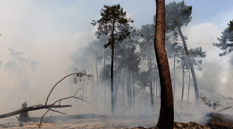Incendies : Certains arbres restent debout après les flammes en Gironde et Landes