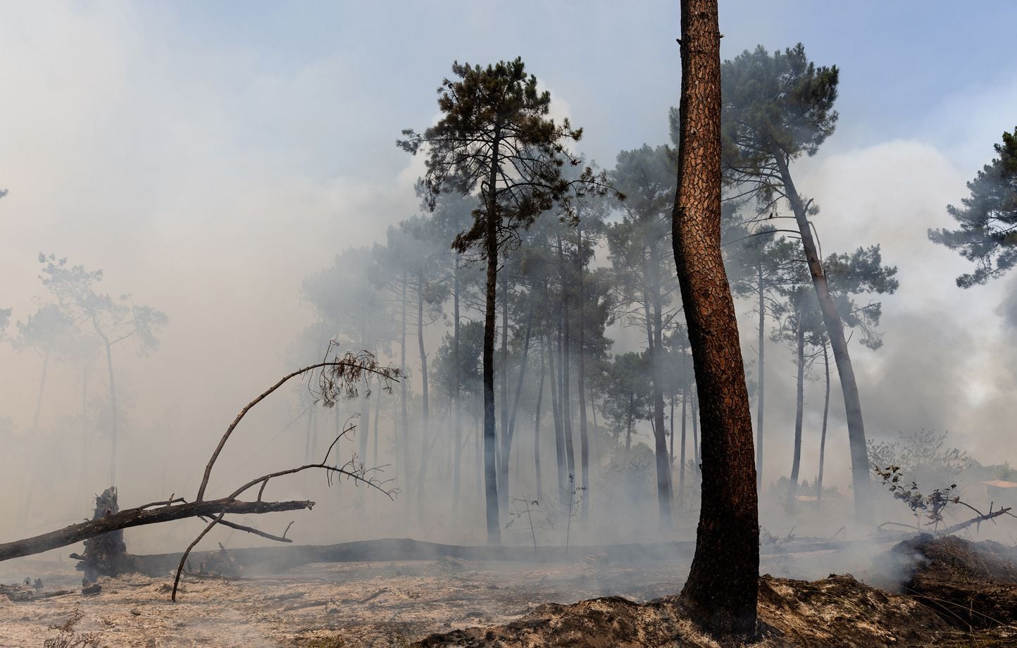 Incendies : Certains arbres restent debout après les flammes en Gironde et Landes