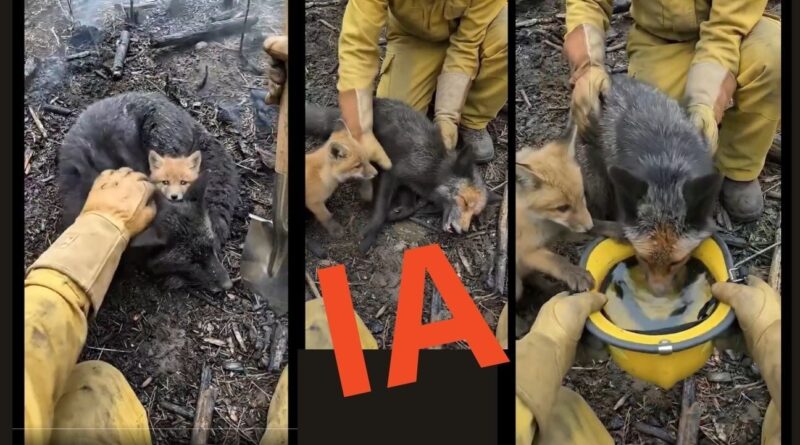 Incendies : Ces vidéos de sauvetage d’animaux ne sont pas fiables