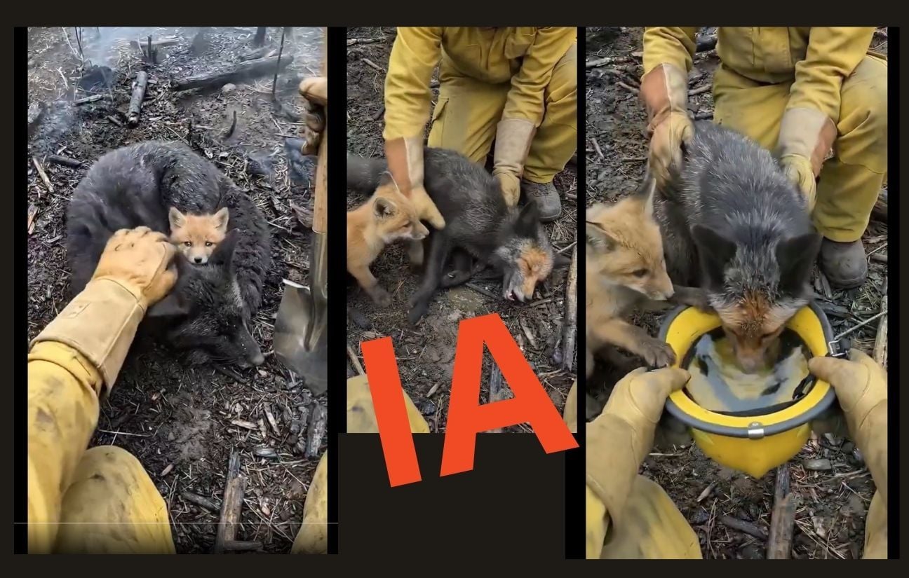 Incendies : Ces vidéos de sauvetage d’animaux ne sont pas fiables