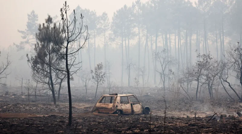 Incendies en Gironde : avenir du bois des milliers d'hectares ravagés ?