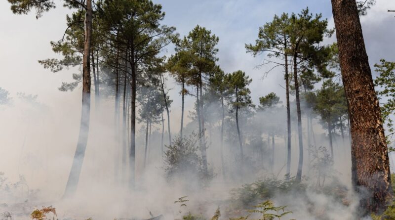 Incendies en Gironde : Nouvelles interpellations après cigarette et feu d’artifice.