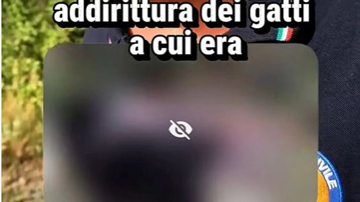 Incendies en Italie : des chats utilisés comme "mèches" vivantes en Calabre