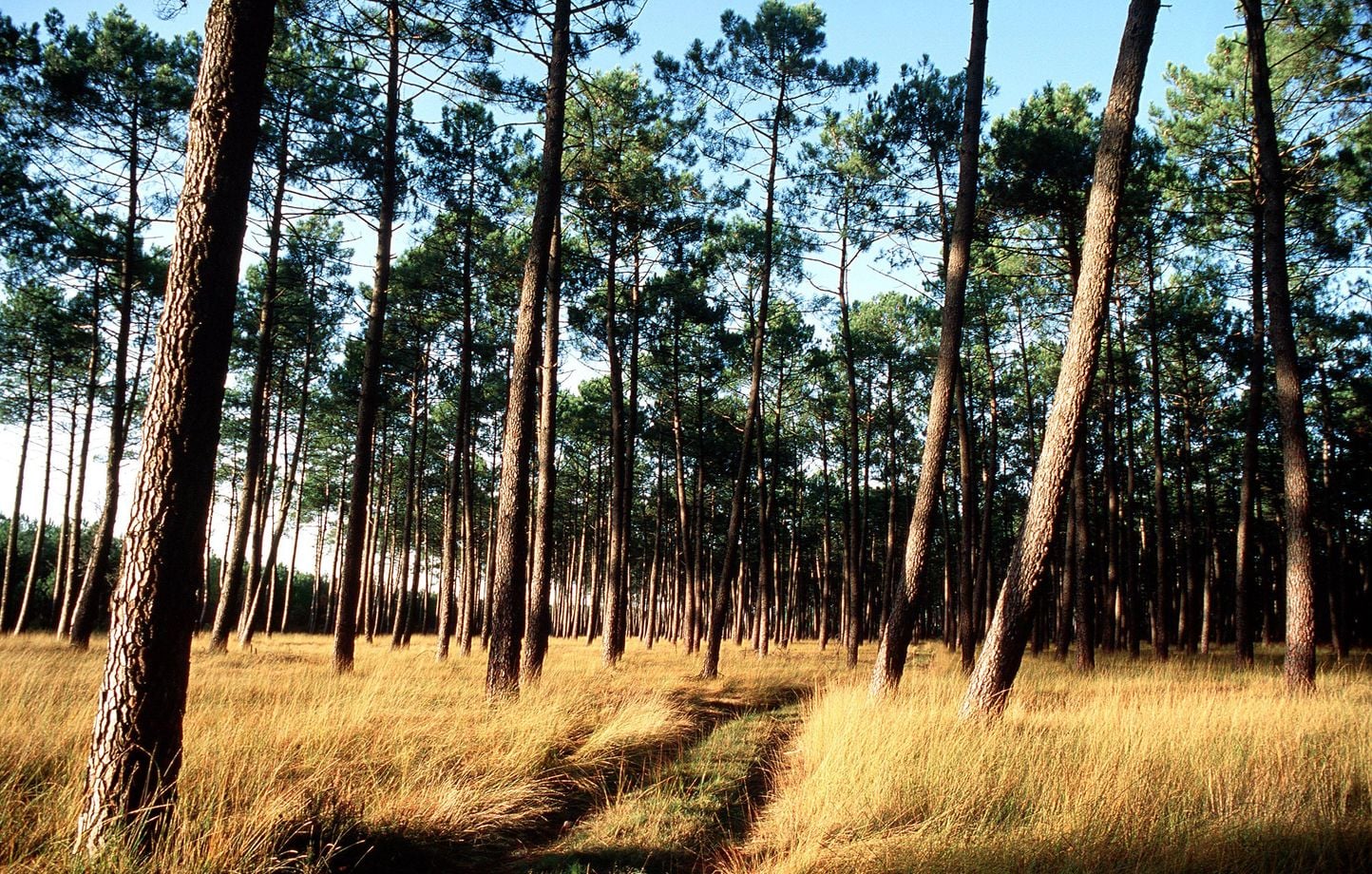 Incendies : L'Homme a transformé le « faux désert » des Landes en forêt de pins.