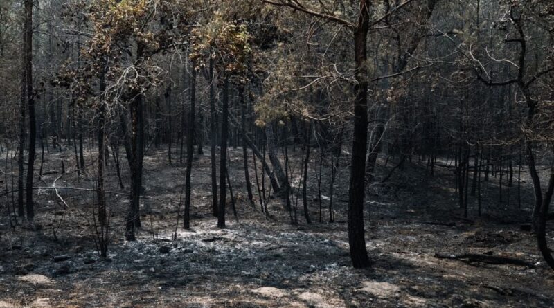 Incendies : Protéger Fontainebleau en limitant la fréquentation et éloignant les habitations.