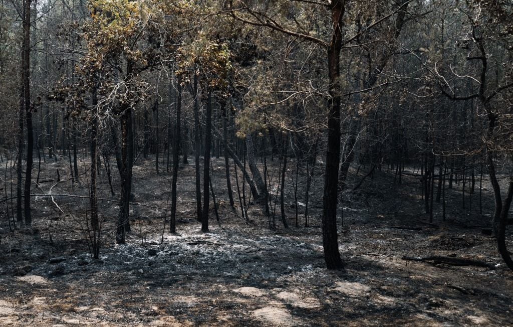 Incendies : Protéger Fontainebleau en limitant la fréquentation et éloignant les habitations.