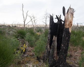 Incendies : Replanter est-il nécessaire après le feu dans la forêt ?