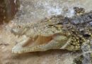 Israël : Les crocodiles peuvent-ils prévenir les évasions de prison ?