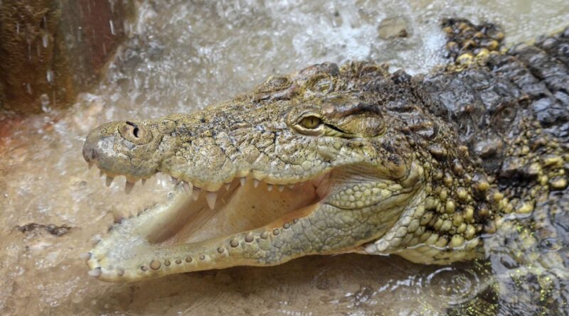Israël : Les crocodiles peuvent-ils prévenir les évasions de prison ?
