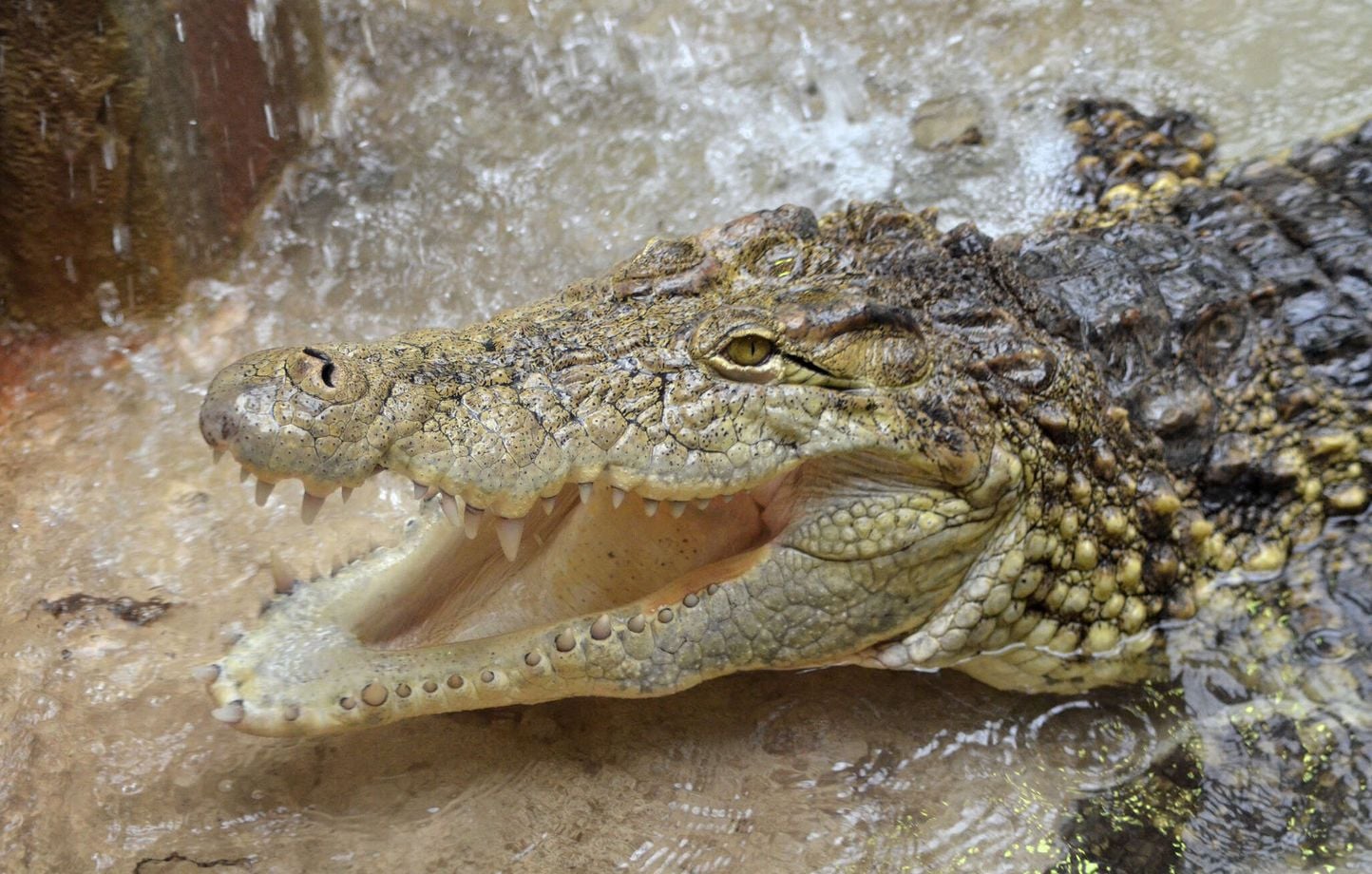 Israël : Les crocodiles peuvent-ils prévenir les évasions de prison ?