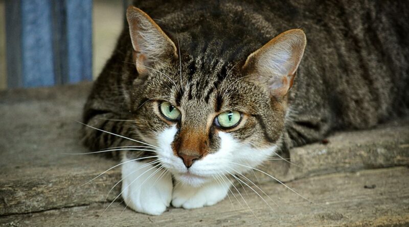 Italie : Des pyromanes soupçonnés d'avoir utilisé des chats comme torches vivantes