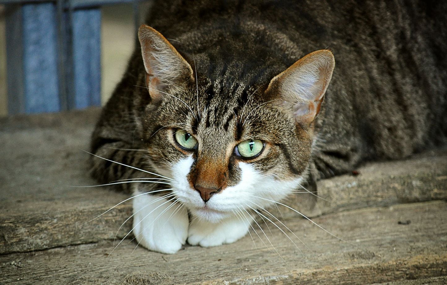 Italie : Des pyromanes soupçonnés d'avoir utilisé des chats comme torches vivantes