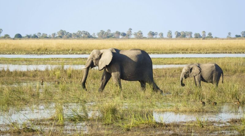 Kenya : 15 éléphants morts après ingestion de tomates empoisonnées.