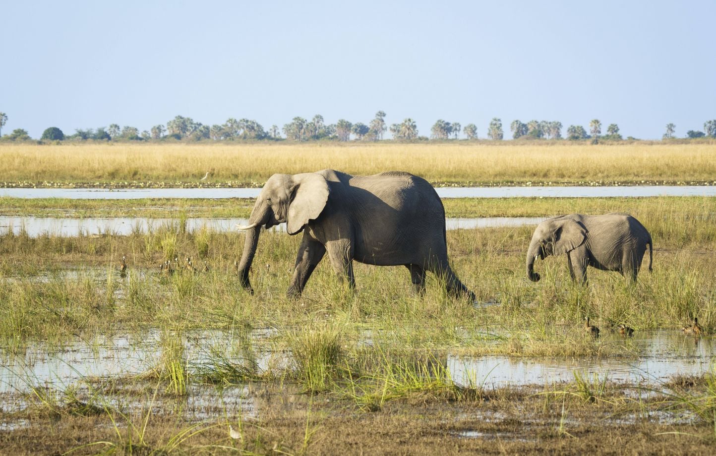 Kenya : 15 éléphants morts après ingestion de tomates empoisonnées.