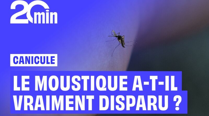 Le moustique a-t-il vraiment disparu pendant la canicule ?