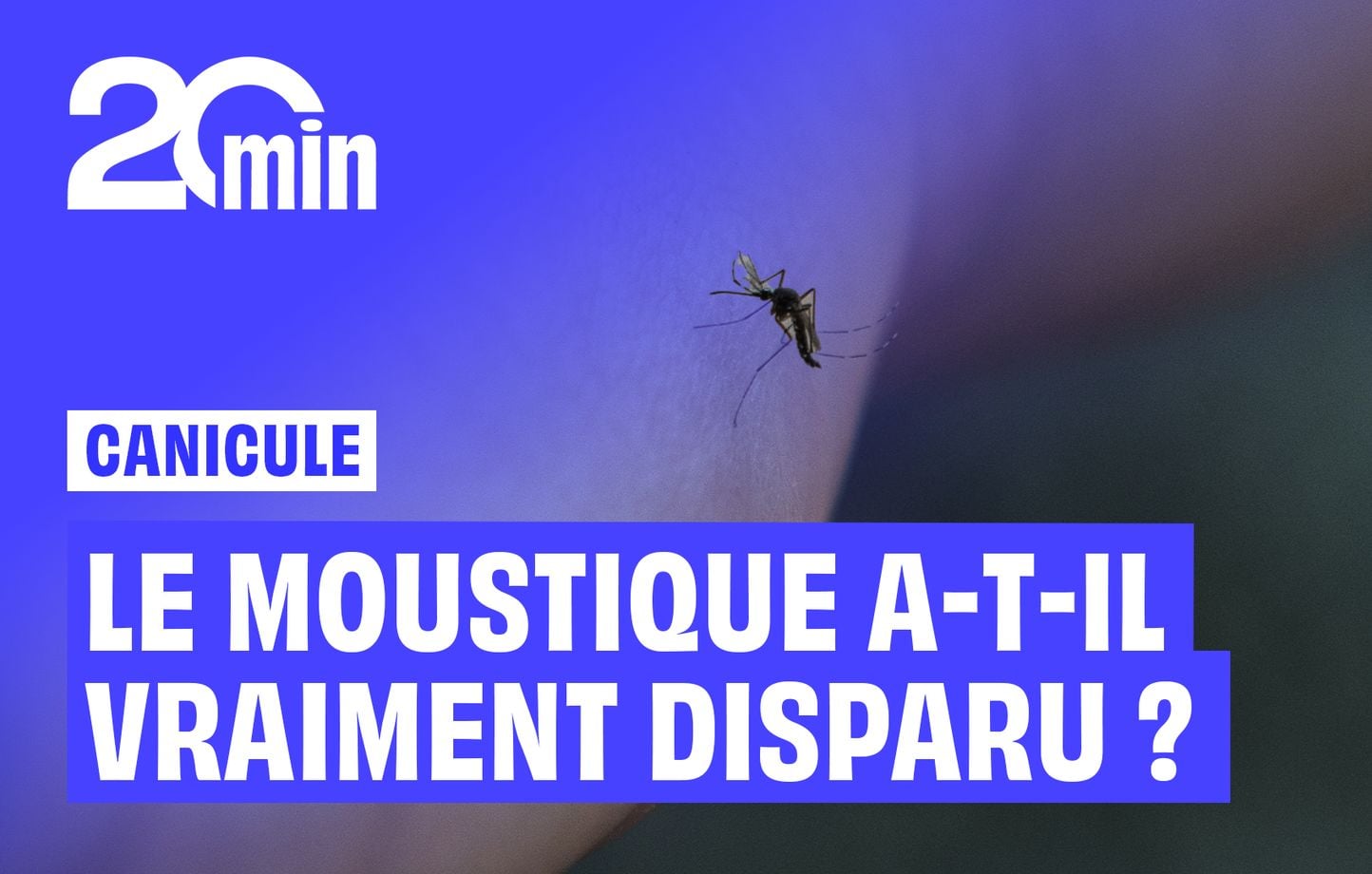 Le moustique a-t-il vraiment disparu pendant la canicule ?