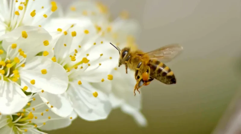 Les abeilles résistent à la chaleur, mais leurs plantes souffrent.