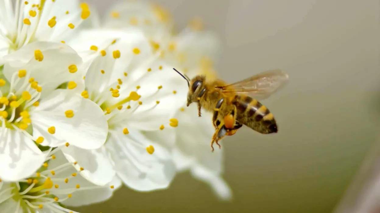 Les abeilles résistent à la chaleur, mais leurs plantes souffrent.