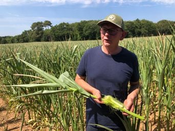 Les agriculteurs ne comprennent pas la canicule et la sécheresse.