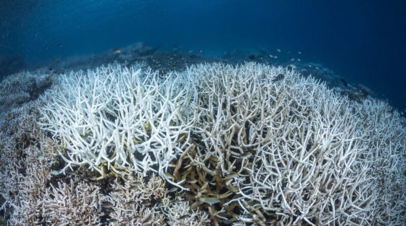 Les océans atteignent un record de chaleur moyen près de 21 °C.
