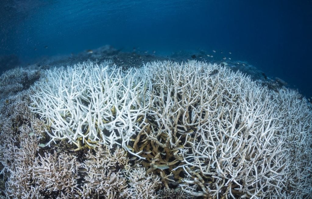Les océans atteignent un record de chaleur moyen près de 21 °C.
